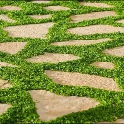 Shrubs Ground Covers Dichondra Repens 9 Shrubs Ground Covers Dichondra Repens