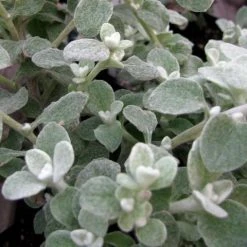 Shrubs Helichrysum Petiolare