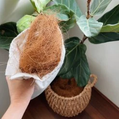 Plants In A Box Outdoor Accessories Coconut Coir (loose Bag)