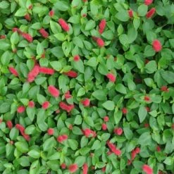 Shrubs Acalypha Reptans Stephie - 85mm