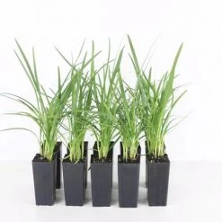 Shrubs Border Plants Agapanthus Baby Blue