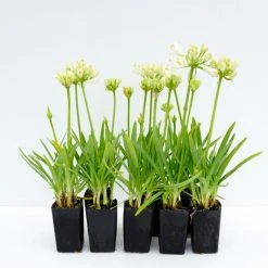 Shrubs Agapanthus 'Double Diamond'