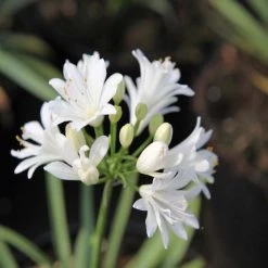 Shrubs Agapanthus 'Double Diamond'