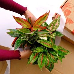 Indoor Garden Aglaonema Mixed Box - The Chinese Evergreen Box