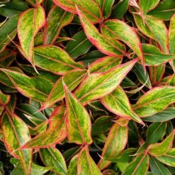 Indoor Garden Aglaonema Siam Aurora 14 Indoor Garden Aglaonema Siam Aurora