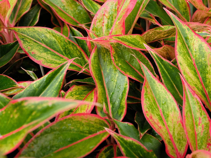 Indoor Garden Aglaonema Siam Aurora 7 Indoor Garden Aglaonema Siam Aurora