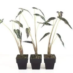 Indoor Garden Alocasias Alocasia Lowii 'Bebe'/'Bambino' - 85mm 13 Indoor Garden Alocasias Alocasia Lowii 'Bebe'/'Bambino' - 85mm