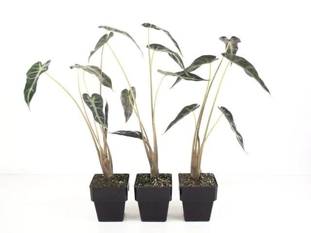 Indoor Garden Alocasias Alocasia Lowii 'Bebe'/'Bambino' - 85mm 7 Indoor Garden Alocasias Alocasia Lowii 'Bebe'/'Bambino' - 85mm