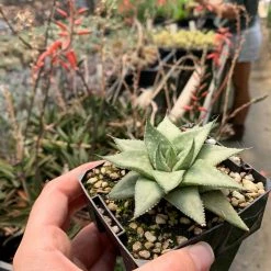 Succulents Aloe Grey Ghost Full Sun