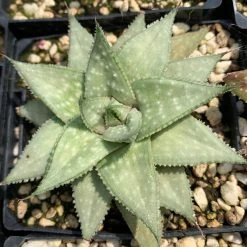 Succulents Aloe Grey Ghost Full Sun