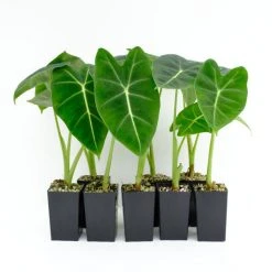 Indoor Garden Alocasias Alocasia Green Velvet