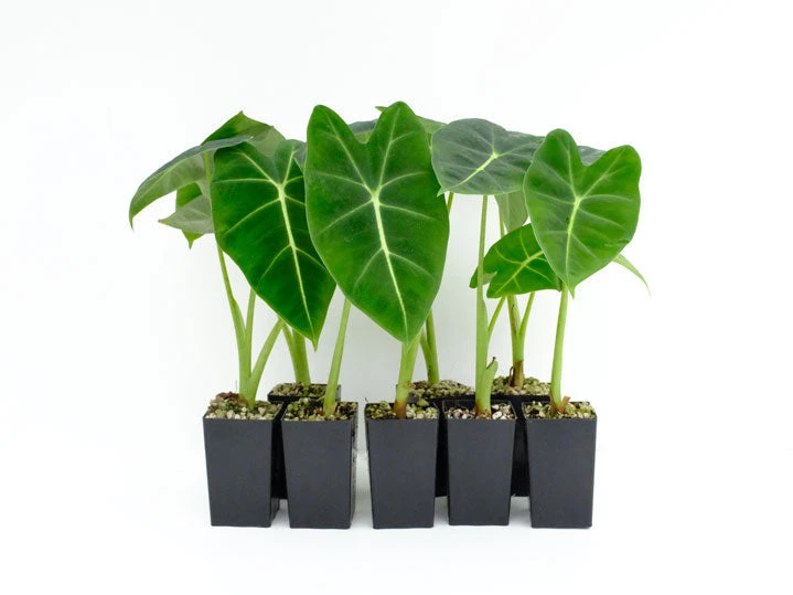 Indoor Garden Alocasias Alocasia Green Velvet 3 Indoor Garden Alocasias Alocasia Green Velvet