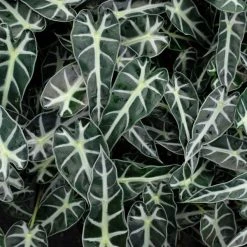 Indoor Garden Alocasias Alocasia Lowii 'Bebe'/'Bambino' - 85mm