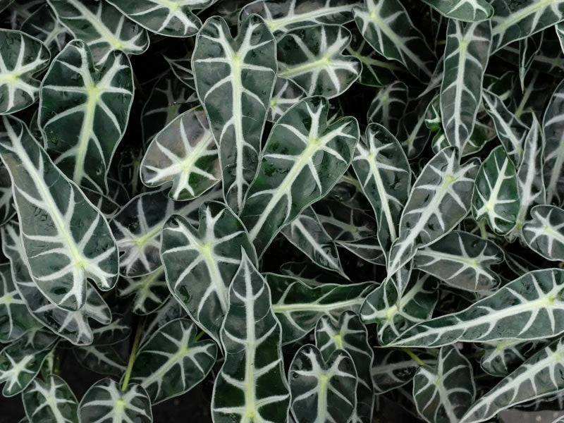 Indoor Garden Alocasias Alocasia Lowii 'Bebe'/'Bambino' - 85mm 4 Indoor Garden Alocasias Alocasia Lowii 'Bebe'/'Bambino' - 85mm