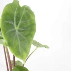 Indoor Garden Alocasia Ivory Coast