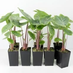 Indoor Garden Alocasia Ivory Coast
