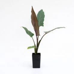 Indoor Garden Alocasia Lauterbachiana