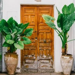Indoor Garden Alocasia Macrorrhiza Portadora Alocasias