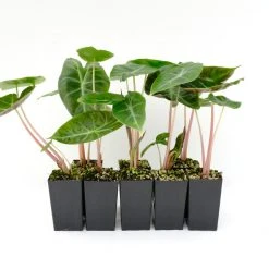 Indoor Garden Alocasia Lowii Morocco