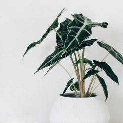 Indoor Garden Alocasias Alocasia Lowii 'Polly Amazonica'