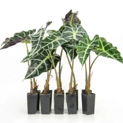 Indoor Garden Alocasias Alocasia Lowii 'Polly Amazonica'