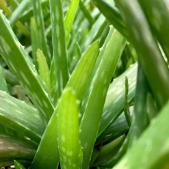 Succulents Aloe Vera Border Plants 12 Succulents Aloe Vera Border Plants