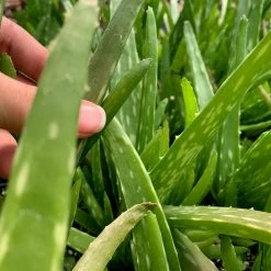 Succulents Aloe Vera Border Plants 10 Succulents Aloe Vera Border Plants