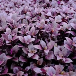 Ozbreed Shrubs Alternanthera Dentata Little Ruby™