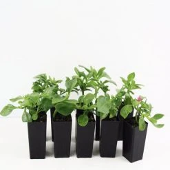 Succulents Aptenia Cordifolia Full Sun