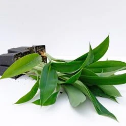 Shrubs Border Plants Arthropodium Cirratum Matapouri Bay