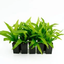 Indoor Garden Asplenium Antiquum Narrow Spaces 6 Indoor Garden Asplenium Antiquum Narrow Spaces