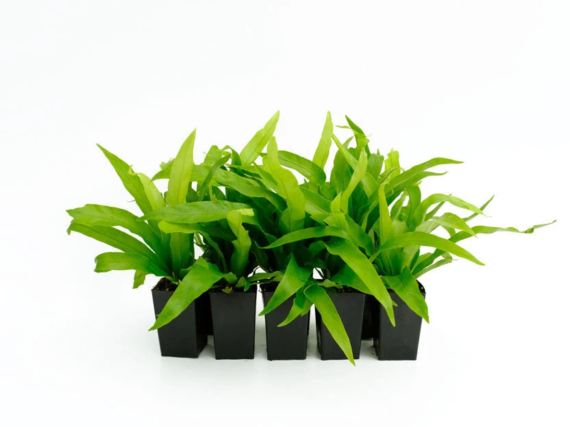 Indoor Garden Asplenium Antiquum Narrow Spaces 4 Indoor Garden Asplenium Antiquum Narrow Spaces