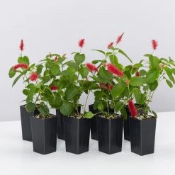 Shrubs Ground Covers Acalypha Reptans Stephie