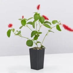 Shrubs Ground Covers Acalypha Reptans Stephie