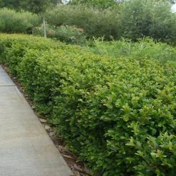 Shrubs Acmena Smithii Minor 'Allyn Magic' Dwarf Hedging Pack