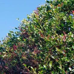 Hedge Acmena Smithii