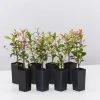 Shrubs Acmena Smithii Minor 'Allyn Magic' Dwarf Hedging Pack