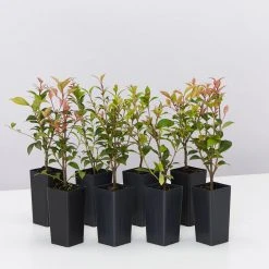 Shrubs Acmena Smithii Minor 'Allyn Magic' Dwarf Hedging Pack