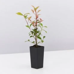 Shrubs Acmena Smithii Minor 'Allyn Magic' Dwarf Hedging Pack