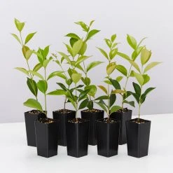 Hedge Acmena Smithii 'Firescreen' Lilly Pilly Screening Pack