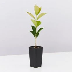 Hedge Acmena Smithii 'Firescreen' Lilly Pilly Screening Pack