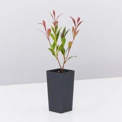 Acmena Smithii 'Forest Flame' Medium Hedge Pack Hedging Plants