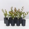 Shrubs Acmena Smithii Minipilly Compact Hedging Pack Hedging Plants