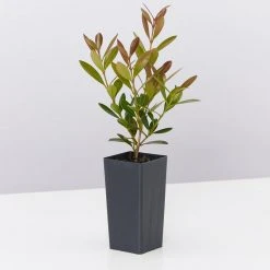 Shrubs Acmena Smithii Minipilly Compact Hedging Pack Hedging Plants