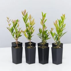 Hedge Hedging Plants Acmena Smithii Minor Hedging Pack