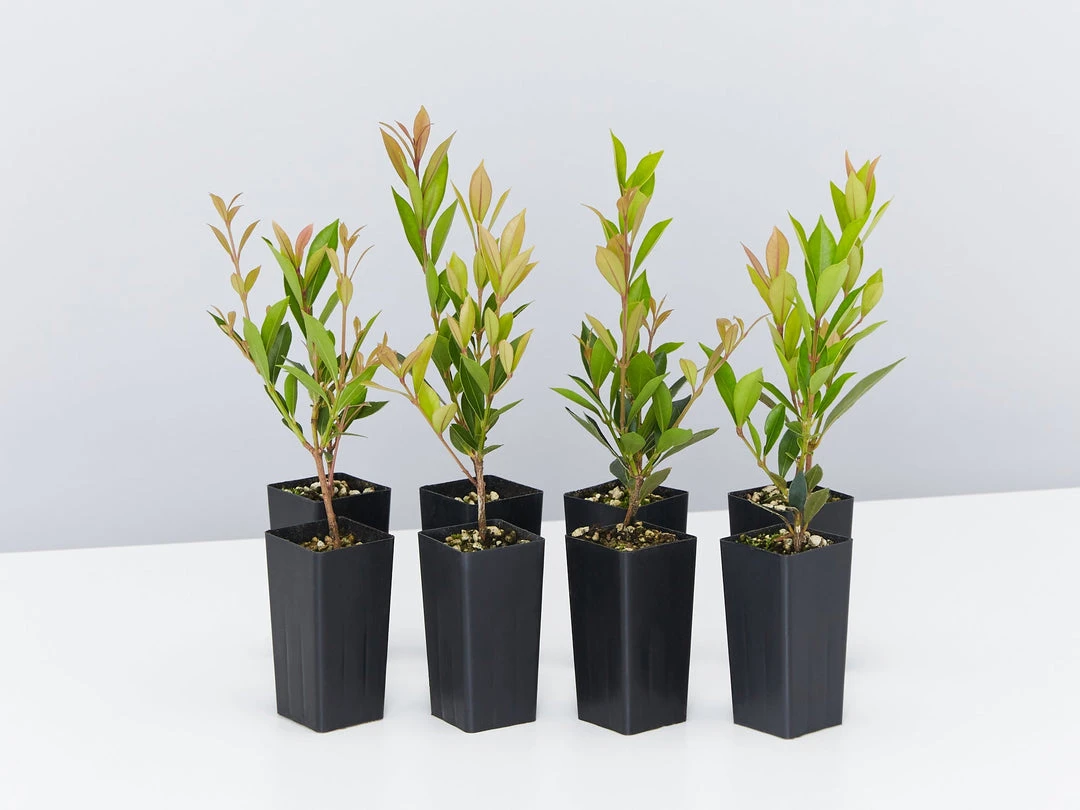 Hedge Hedging Plants Acmena Smithii Minor Hedging Pack 3 Hedge Hedging Plants Acmena Smithii Minor Hedging Pack