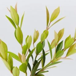 Hedge Hedging Plants Acmena Smithii Minor Hedging Pack 9 Hedge Hedging Plants Acmena Smithii Minor Hedging Pack