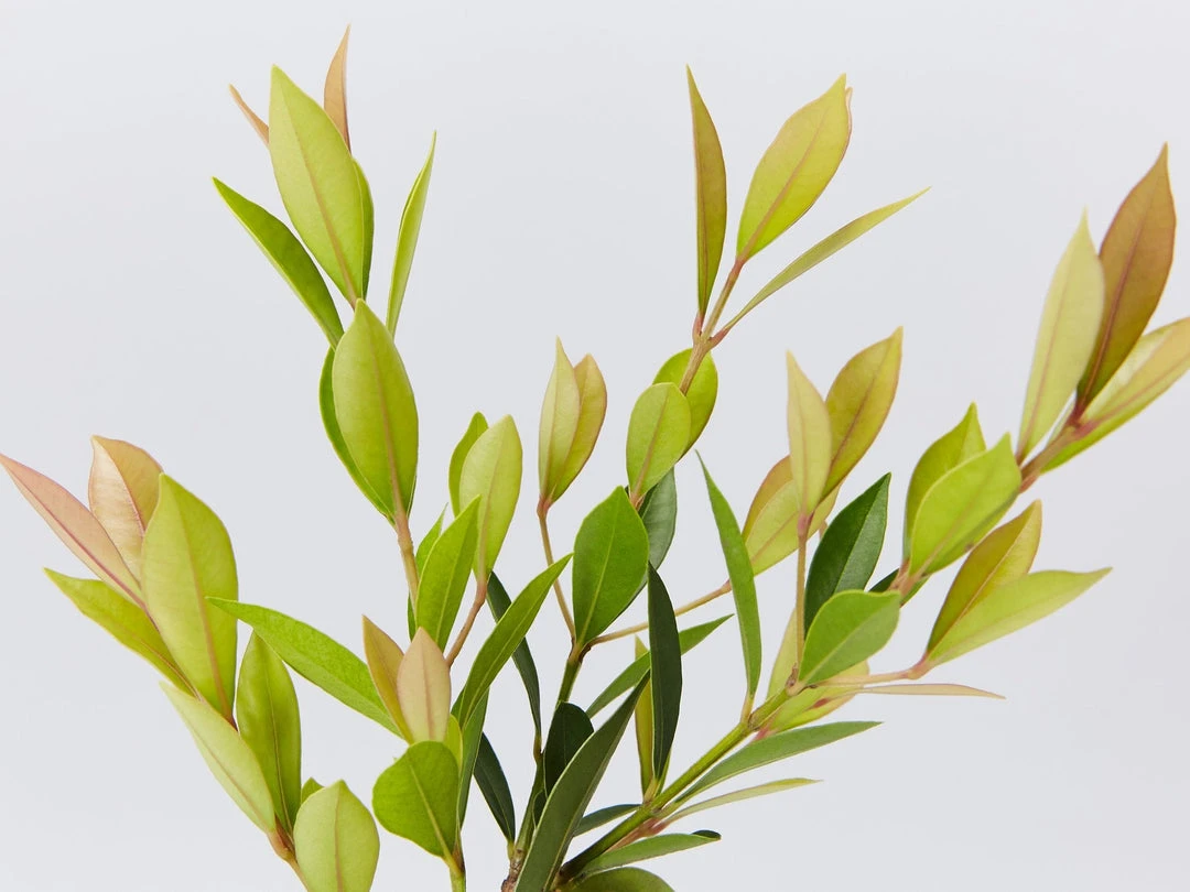 Hedge Hedging Plants Acmena Smithii Minor Hedging Pack 5 Hedge Hedging Plants Acmena Smithii Minor Hedging Pack