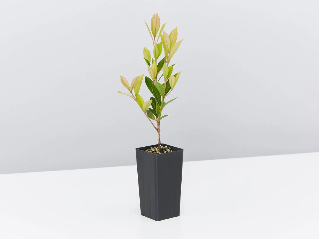 Hedge Hedging Plants Acmena Smithii Minor Hedging Pack 6 Hedge Hedging Plants Acmena Smithii Minor Hedging Pack