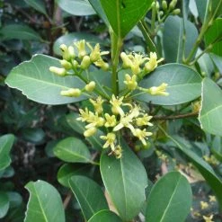 Shrubs Acronychia Imperforata 10 Shrubs Acronychia Imperforata